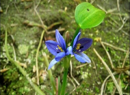 ফুল তোমার নাম কি ?