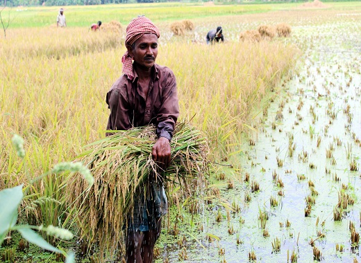 সোনালী ফসলে কৃষকের মুখে হাসি