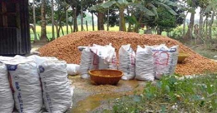 রায়পুরে সুপারির গন্ধে দূষিত হচ্ছে পরিবেশ