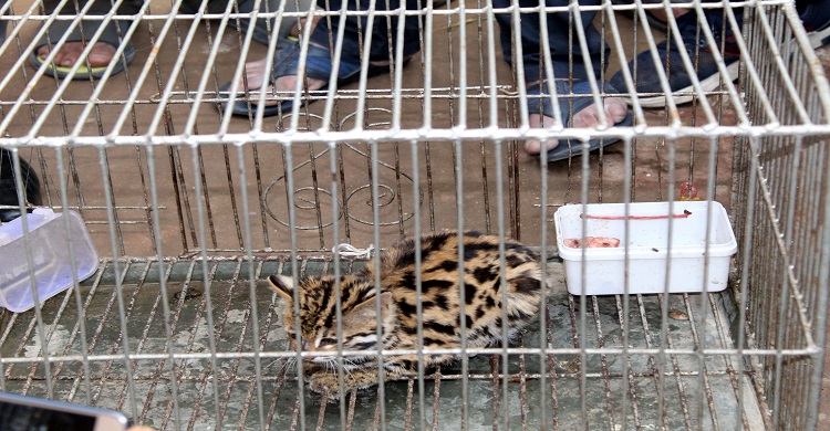 লক্ষ্মীপুরে বিরল প্রজাতির প্রাণী উদ্ধার