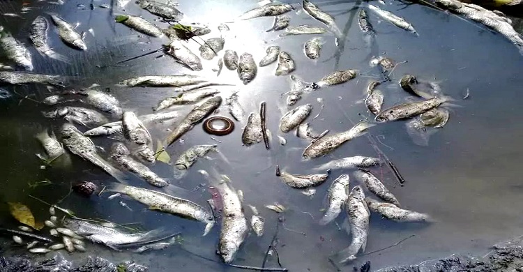 পুকুরে বিষ ঢেলে রায়পুরে লাখ টাকার মাছ নিধন