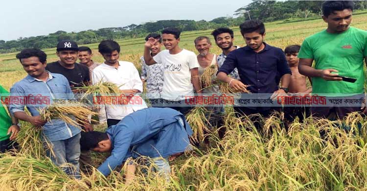 লক্ষ্মীপুরে কৃষকের ধান কেটে   সহযোগীতা করলেন ছাত্রলীগ কর্মীরা