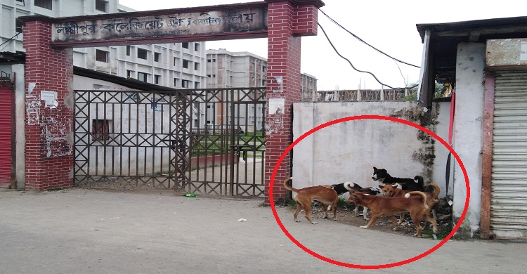লক্ষ্মীপুরে ভয়ঙ্কর কুকুরে ভীত জনসাধারণ !