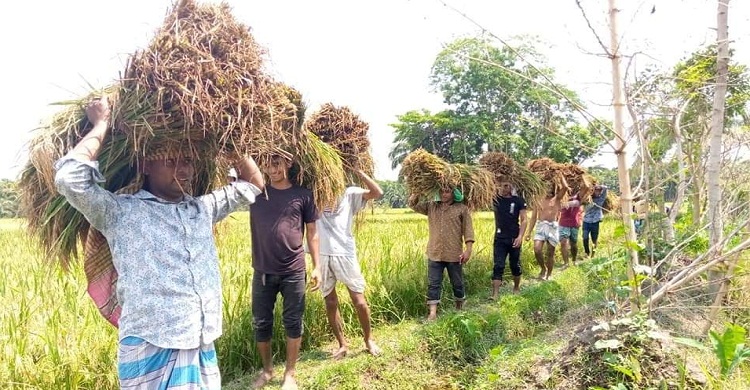 রায়পুরে কৃষকের ধান কেটে সহযোগীতা করলেন ছাত্রলীগ