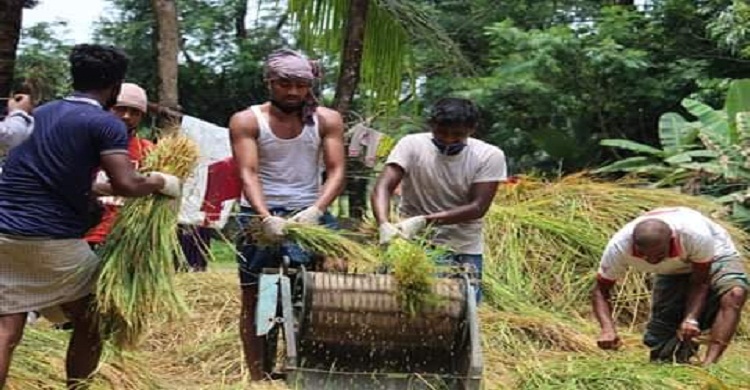 কমলনগরে কৃষকের ধান মাড়াই করলেন ছাত্রলীগ