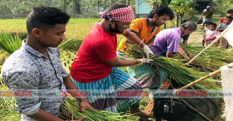 রায়পুরে কৃষকের ধান কেটে মাড়াই শেষে ঘরে তুলে দিলেন যুবলীগ