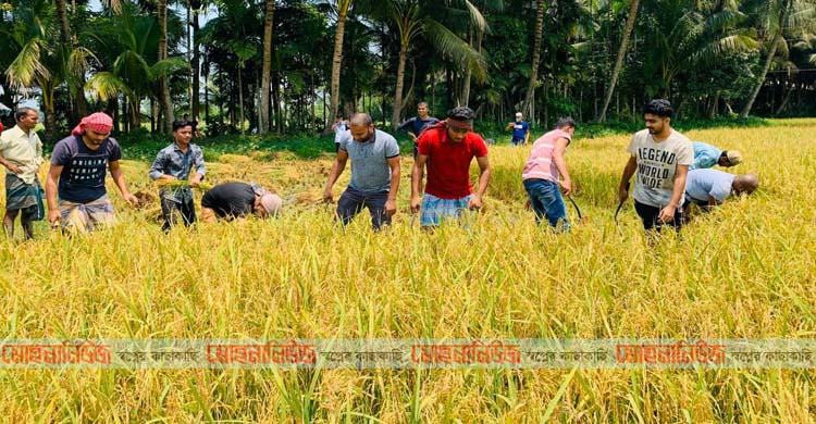 লক্ষ্মীপুরে কৃষকের পাকা ধান কেটে দিলেন ছাত্রলীগ