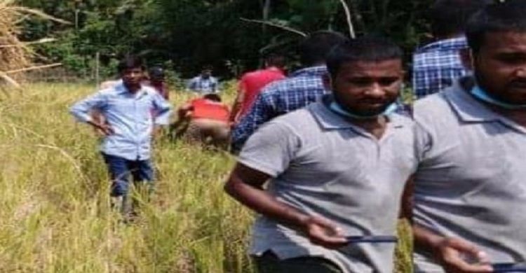 ধান কেটে কৃষকের বাড়িতে পৌঁছে দিল বরগুনা ছাত্রলীগ