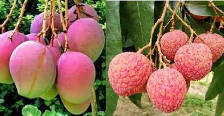 ত্রাণ হিসেবে বিতরণ করা হবে আম-লিচু ও শাক-সবজি