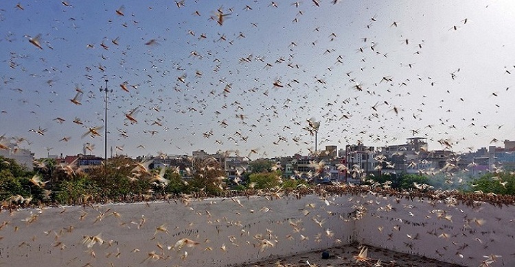 দিল্লির আকাশে পঙ্গপাল!