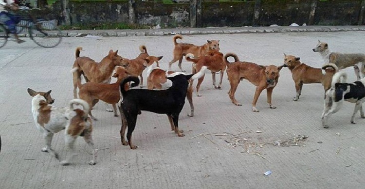 ঢাকা থেকে ৩০ হাজার কুকুর সরানোর সিদ্ধান্ত