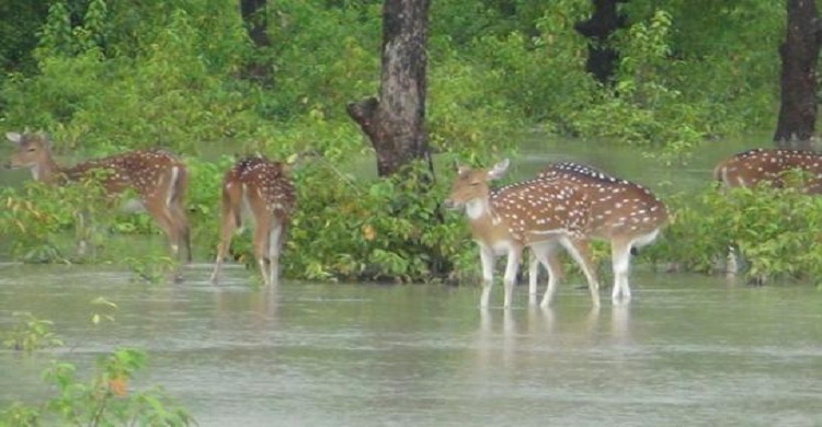 জোয়ারে নিঝুম দ্বীপের হরিণগুলো কোথায় আশ্রয় নিবে?