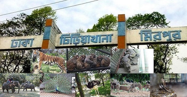 ‘মাসের প্রথম রোববার’ চিড়িয়াখানায় বিনামূল্যে প্রবেশের সুযোগ