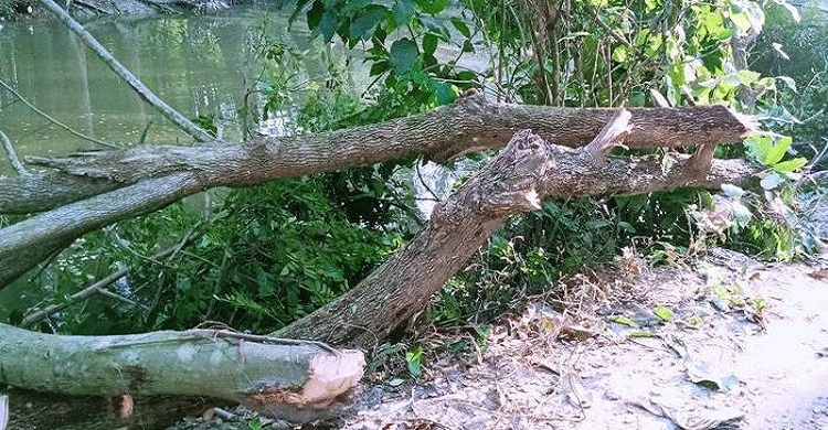 কচুয়ায় বিদ্যুতের খুঁটি সরানোর নামে গাছ কাটার অভিযোগ