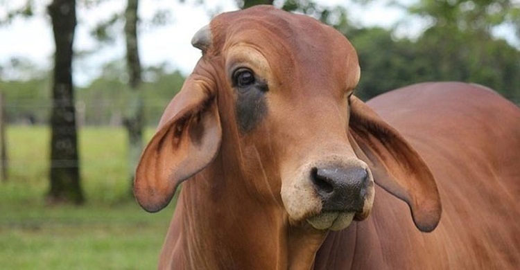 কমলনগরে ২ লাখ টাকার গরু চুরি