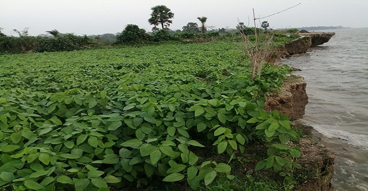 মেঘনার গর্ভে বিলীন হচ্ছে কোটি টাকার সয়াবিন