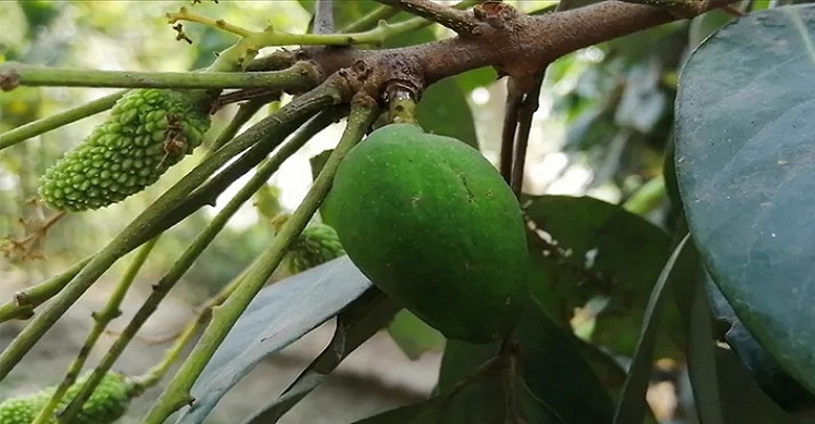 লিচু গাছে আমটি আঠা দিয়ে লাগানো হয়েছিল!