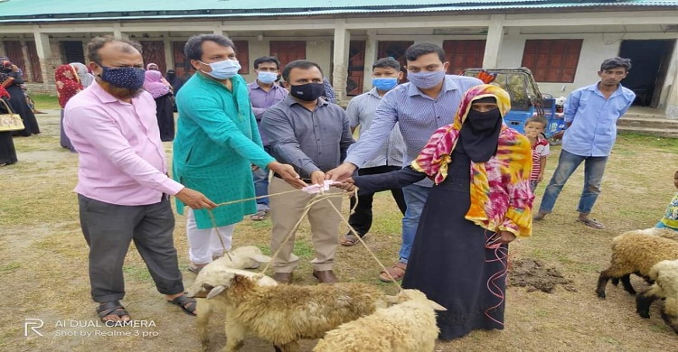 কমলনগরে ৪৫০ ভেড়া পেল ১৫০ পরিবার