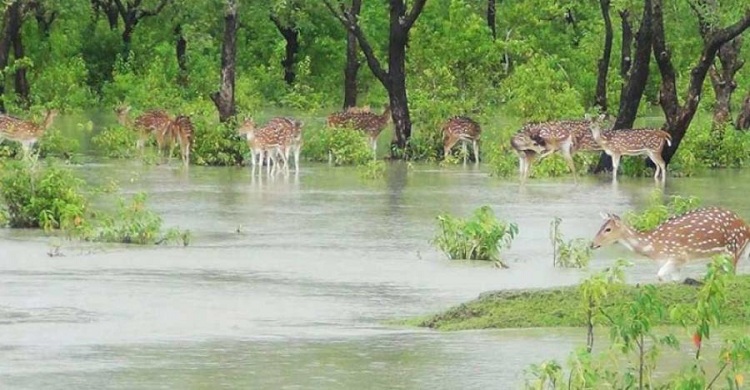 নিঝুম দ্বীপে ছয় হাজার হরিণের জীবন বিপন্নের শঙ্কা