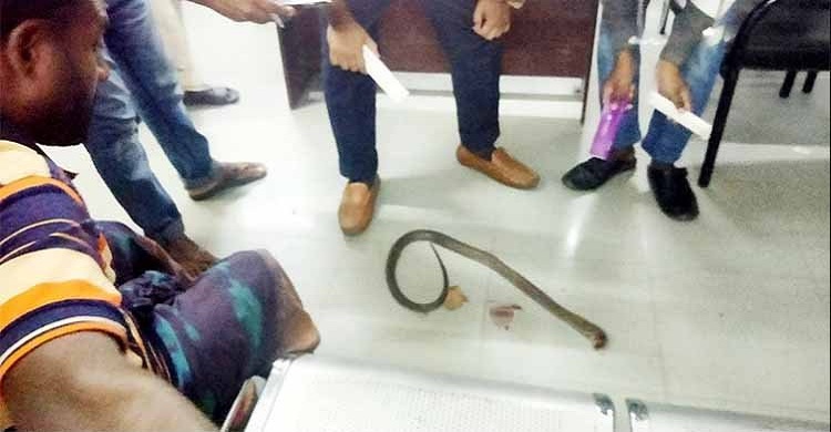 হাতে সাপ নিয়ে চুয়াডাঙ্গা হাসপাতালে হাজির দংশিত যুবক
