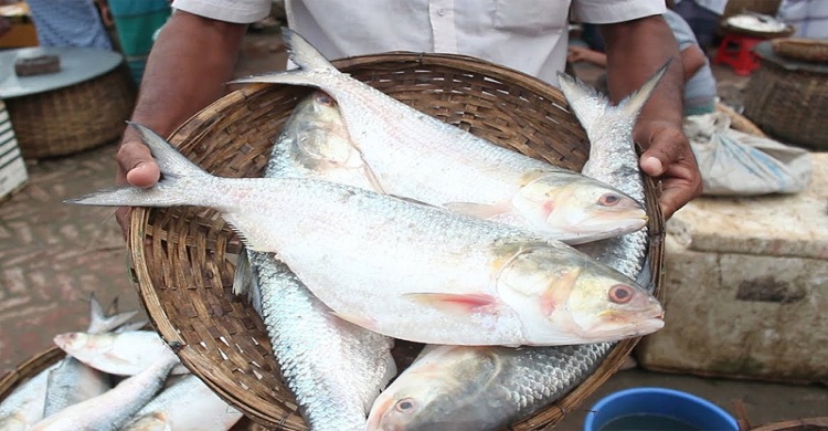 পূজায় ভারতে যাচ্ছে দুই হাজার টন ইলিশ