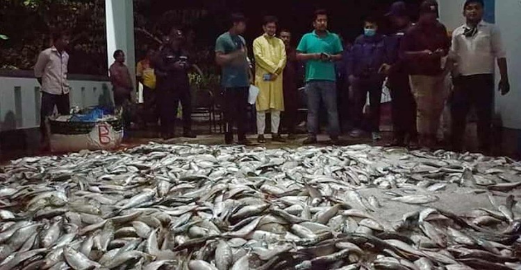 রামগতিতে ২০ মণ জাটকাসহ ৭ ব্যবসায়ী আটক