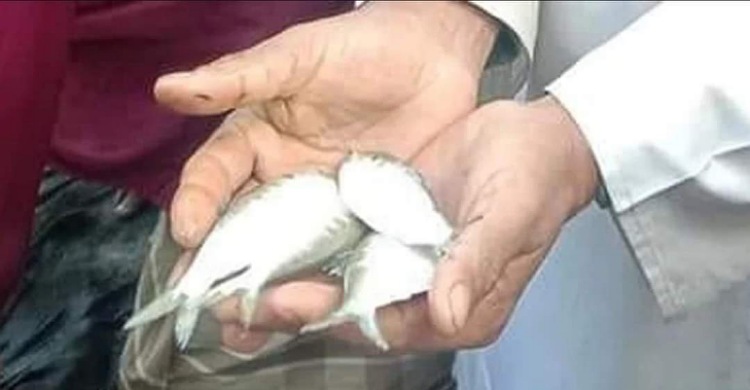 কমলনগরে পুকুরে রুপালি জাটকা