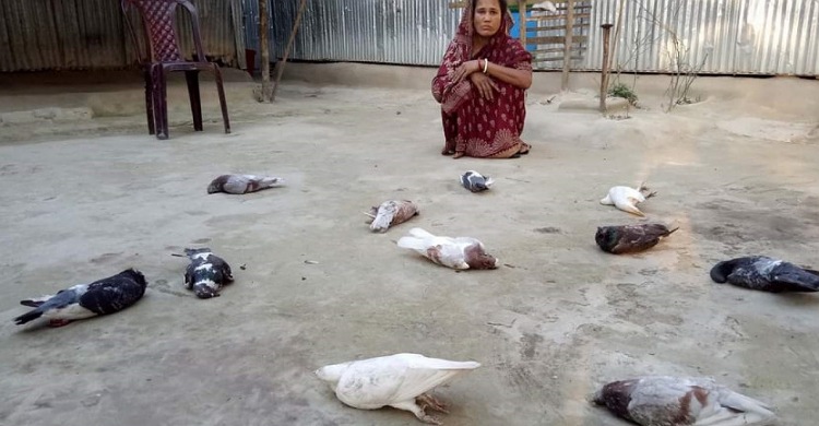 কুড়িগ্রামে মৌমাছির আক্রমণে ৩২টি কবুতরের মৃত্যু