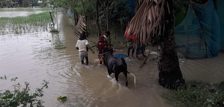 সিত্রাংয়ের তাণ্ডব, লক্ষ্মীপুরে ভেসে গেছে আড়াইশ গরু-মহিষ
