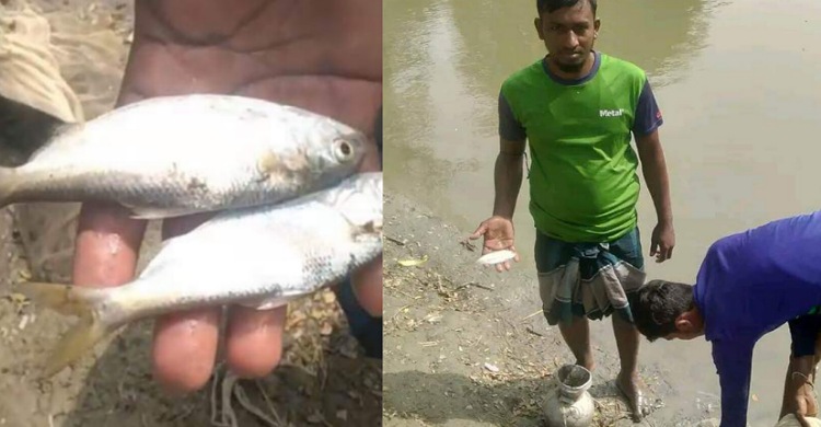 কমলনগরে পুকুরে মিলল ৮ টি ইলিশ
