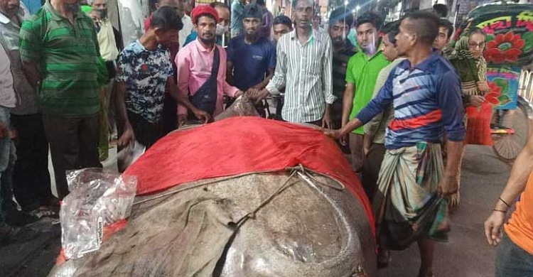 মাইকিং করে সাড়ে ১৪ মণ ওজনের শাপলা পাতা বিক্রি
