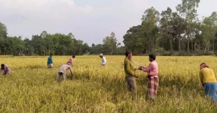 প্রচণ্ড গরমে ধান কাটতে গিয়ে কৃষকের মৃত্যু