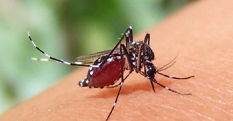 ডেঙ্গুতে লক্ষ্মীপুরের যুবকের মৃত্যু