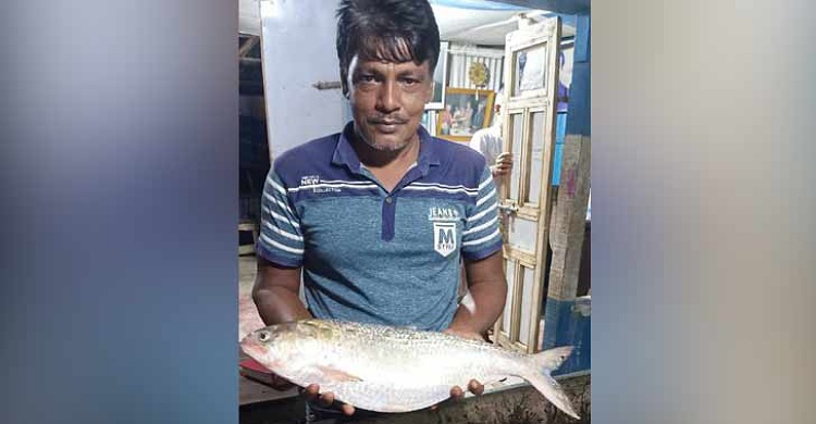 জেলের জালে ৩ কেজি ওজনের রাজা ইলিশ