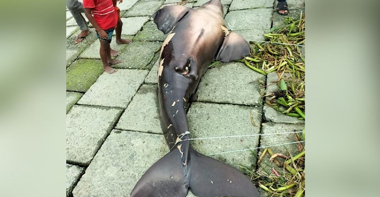 লক্ষ্মীপুরের মেঘনায় ভেসে এসেছে মৃত ডলফিন