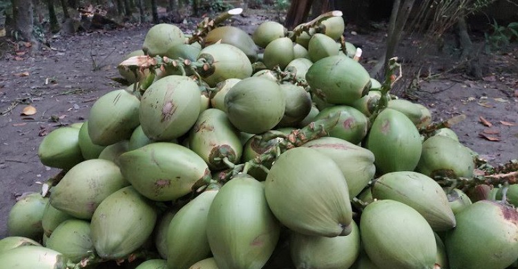 লক্ষ্মীপুর : ৯ হাত বদলে ডাব যেভাবে ২০০ টাকা