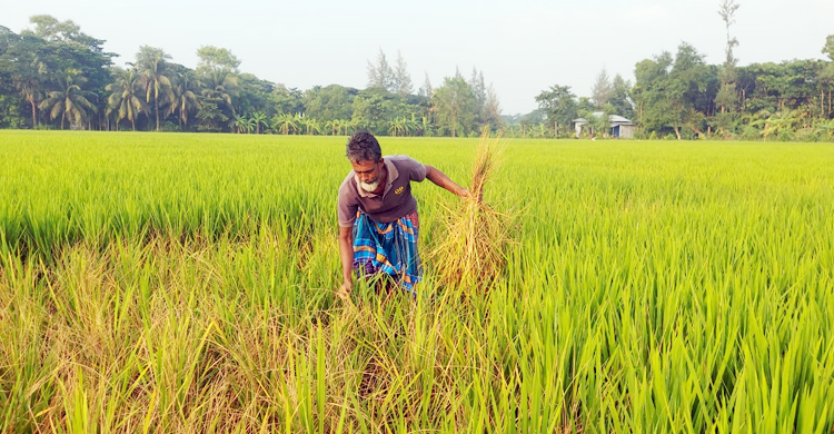 লক্ষ্মীপুরে আমনক্ষেতে ইঁদুরের হানা